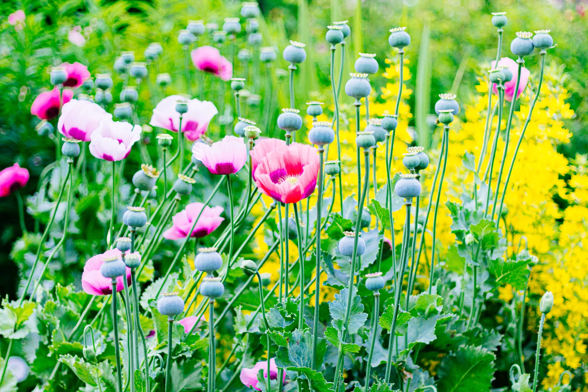 AfterImage of 680ec59e3ebb6b3a00babf7c